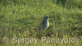 Video of European Roller - European Roller hunting insects in field near to Shabla lake in nest period